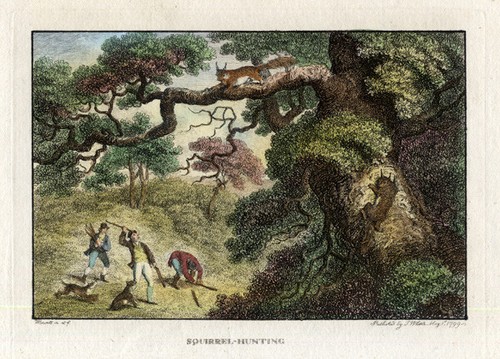Antique print squirrel - antique, print-squirrel