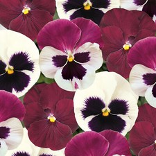 Pansy Raspberry Sundae |