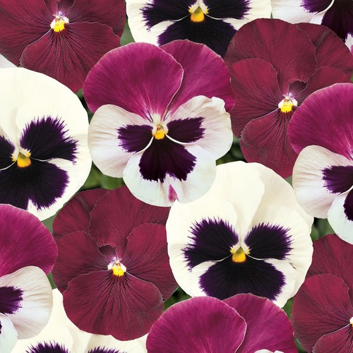 Pansy raspberry sundae - pansy,