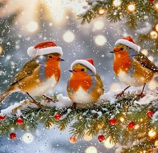 Christmas Card~Robins In