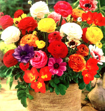 20 FLOWER BULBS SUMMER