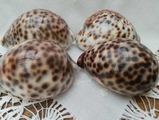 4 Tiger Cowrie Shells Natural