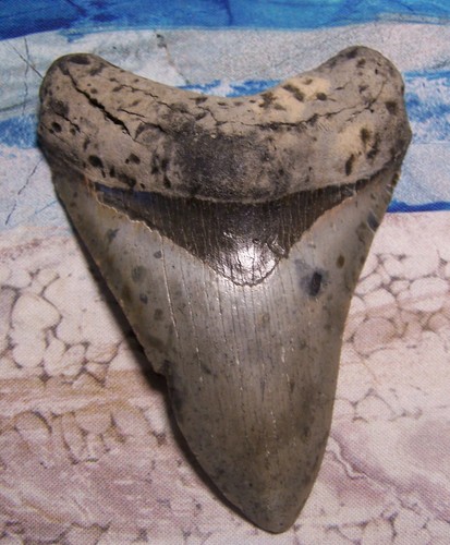 Megalodon shark tooth 4 - shark,