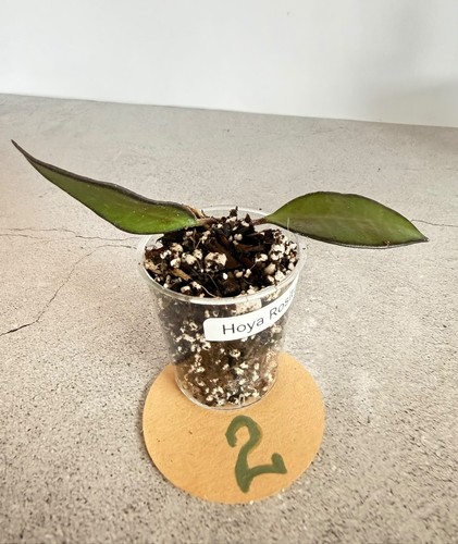 Hoya rosita rooted - rosita, cutting