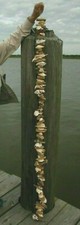 (1) XL Seashell Garland 6 feet