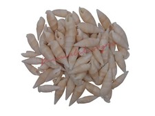 Cerethium Vertagus Natural