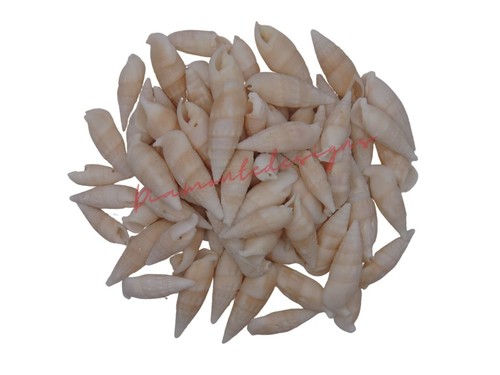 Cerethium vertagus natural - vertagus,