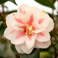 Camellia Lady Vansittart | 7.5 Ltr | Rose-Pink Bicolor Flowers | Evergreen Shrub