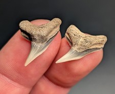 Pair Of Physogaleus Contortus