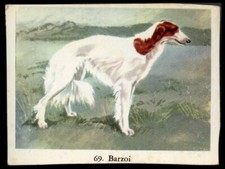 BORZOI RUSSIAN WOLFHOUND Dog