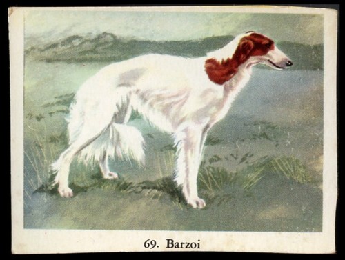 Borzoi russian wolfhound dog - borzoi,