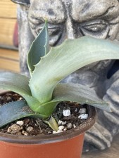 AGAVE MAPISAGA--Largest Agave
