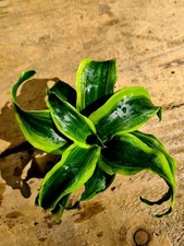 Dracaena Fragrans Tornado |