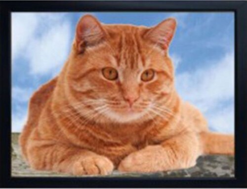 Cat fridge magnets black - cat,