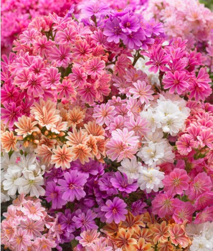 Lewisia sunset mixed - 6,