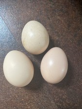 Silkie And Pekin Bantam Eggs