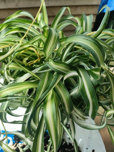 Spider plant bonnie curly - plant, "bonnie"