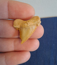 Fossil Shark Tooth -