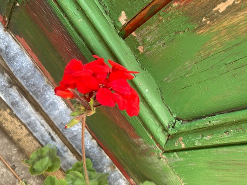 Pelargonium paul crampel - pelargonium,