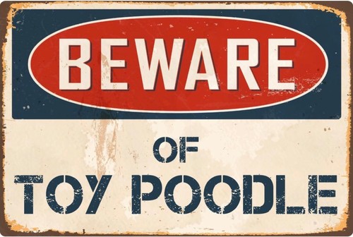 Beware toy poodle - of,