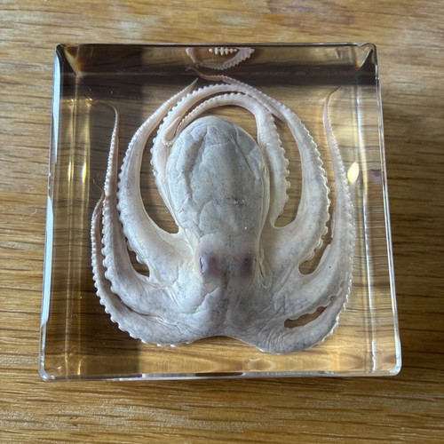 Taxidermy octopus animal - taxidermy,