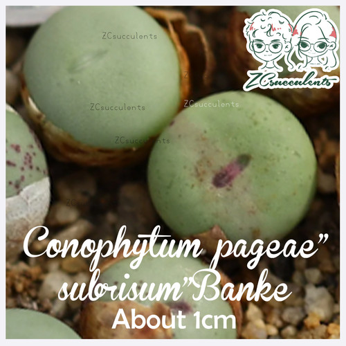 Conophytum pageae"
