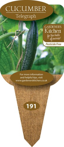 Cucumber plants telegraph - cucumber, 'telegraph'