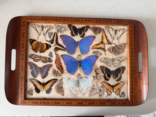 1940 inlaid tray with real - tray,