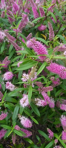 Pink hebe plant pot very - in,