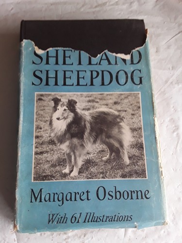 The popular shetland sheepdog - the,