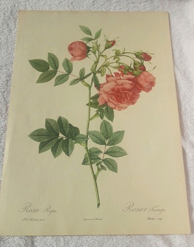 Pierre joseph redoute - pierre,