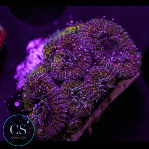 Mardi gras acan wysiwyg - mardi,