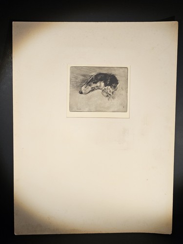 Malte sterner borzoi russian - malte,
