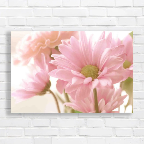 Soft tone daisy flower - tone, bouquet