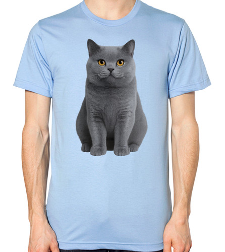British shorthair cat unisex - shorthair,