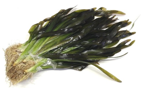 Vallisneria gigantea giant val - vallisneria,