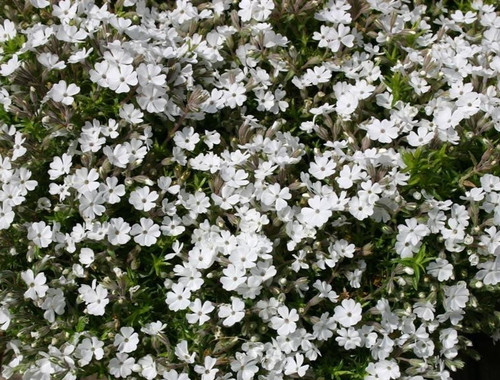 Alpine phlox subulata - alpine,