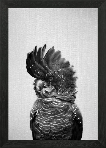 Black cockatoo framed wall - bw,