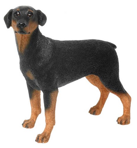 Doberman pinscher - doberman,