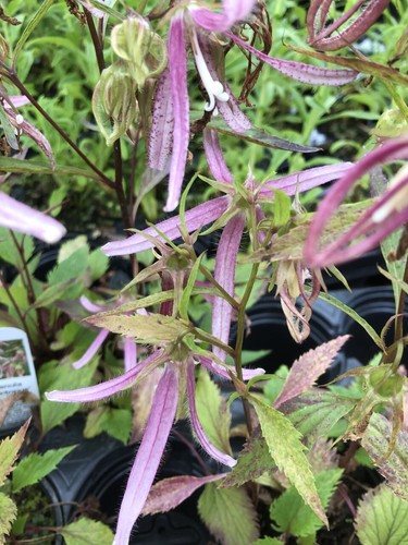Campanula pink octopus - campanula,