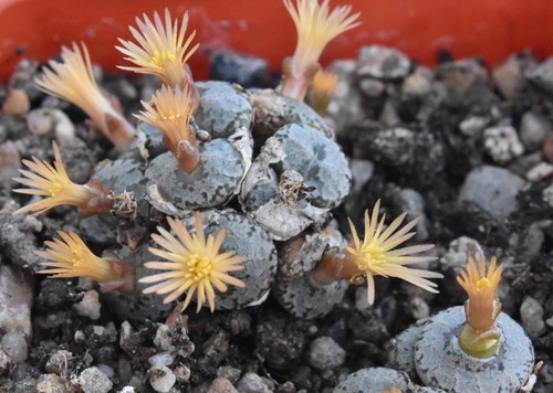 Conophytum comptonii ajy 1069 - conophytum,