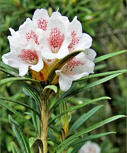 Rhododendron oreonastes - rhododendron,