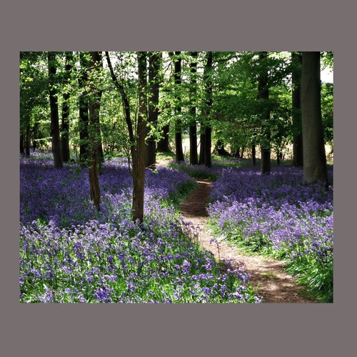 Bluebell woods pathway forest - bluebell,