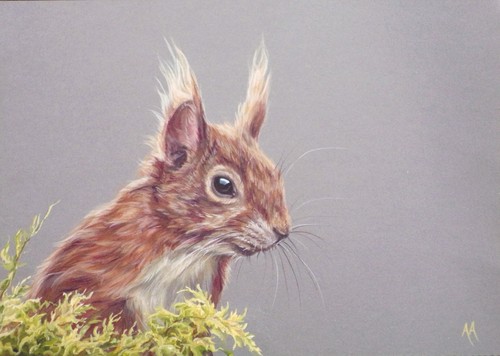 Red squirrel original - -,