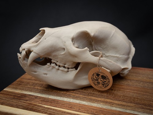 Life size black bear skull - size,