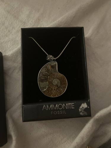 Beautiful ammonite fossil - beautiful,