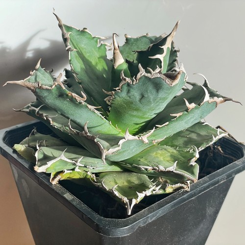 Agave titanota white whale - 'white, whale'