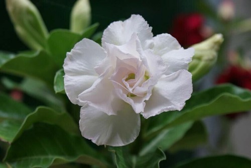 Seeds adenium obesum - 10,