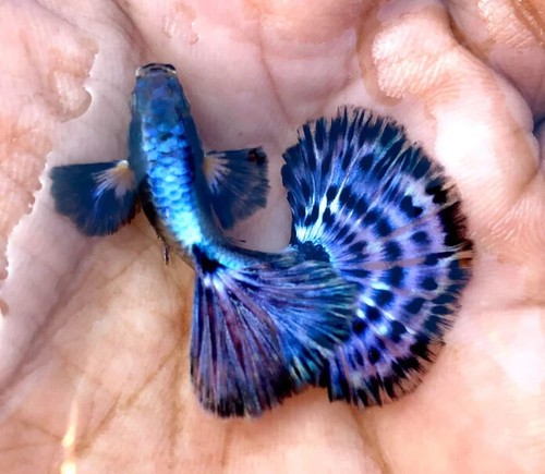 Trio live aquarium guppy - live,