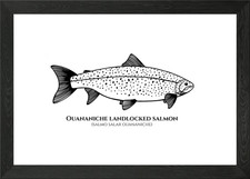 Landlocked Salmon Framed Wall